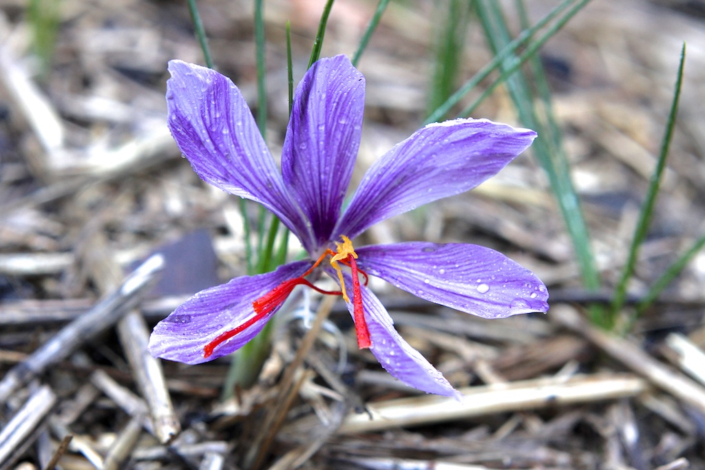 Saffron flower showing stigma